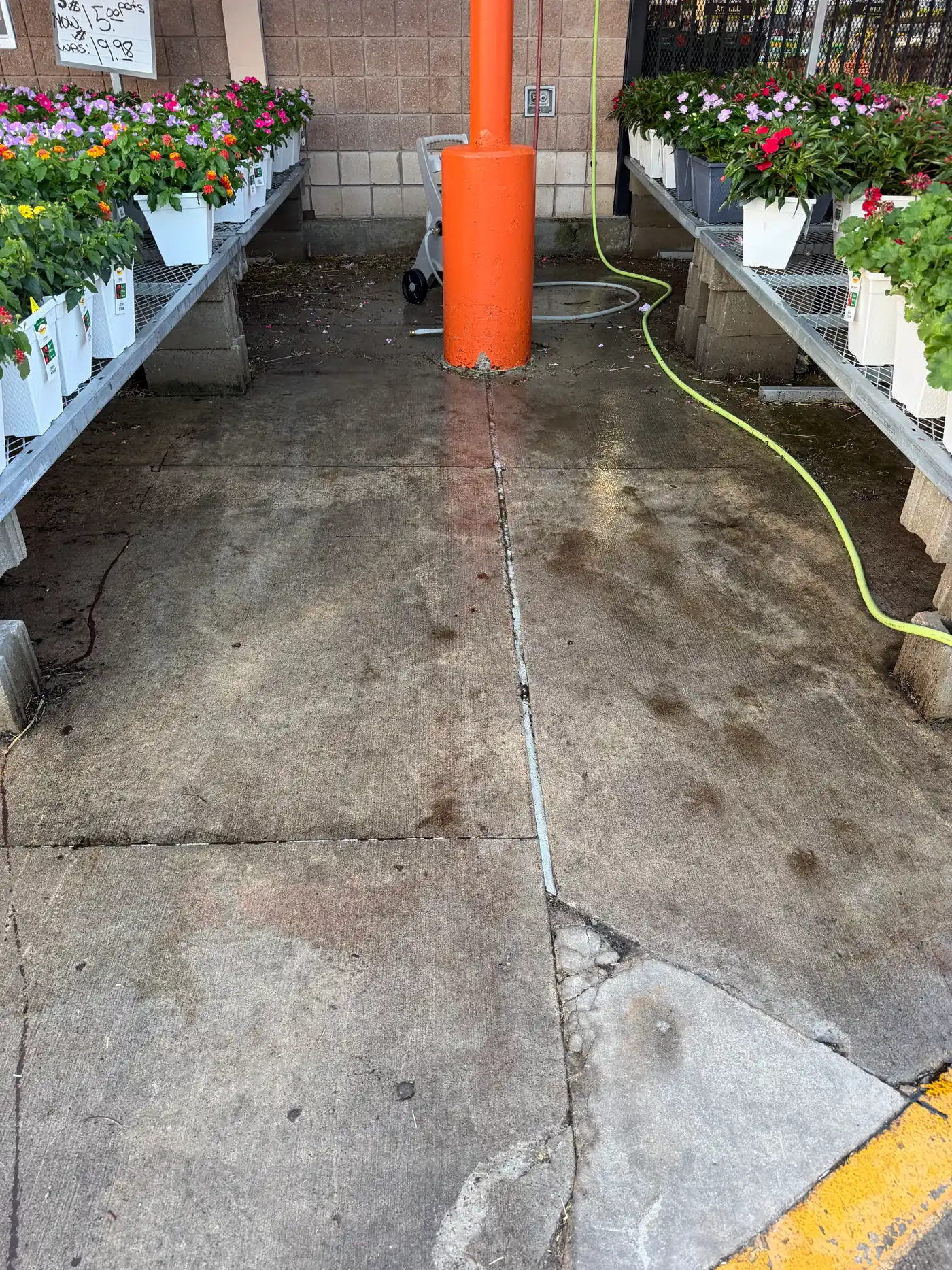 Concrete blackened by years of potting soil, fertiliser and foot traffic